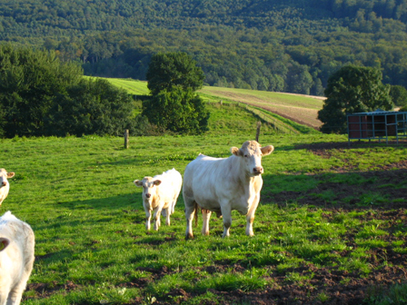Bio Region